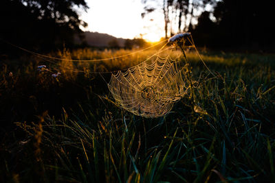 Close-up of spider web on field against sky