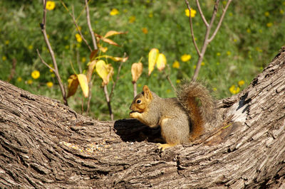 Squirrel eating