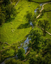 High angle view of trees growing in forest