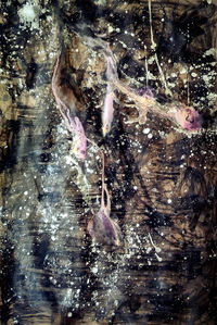 Close-up of fish swimming in aquarium