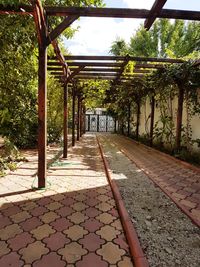 Walkway amidst trees against sky