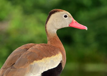 Close-up of swan