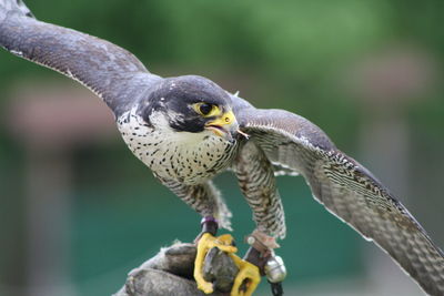 Close-up of falcon on glove