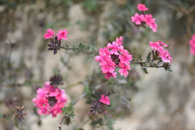 Close-up of pink flowers