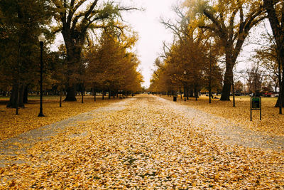 Scenic view of autumn trees against sky