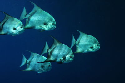 Close-up of fish swimming in aquarium