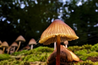 Close-up of mushroom growing in forest