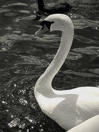 Close-up of swan swimming on lake