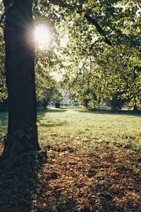 Sunlight streaming through trees on field during autumn