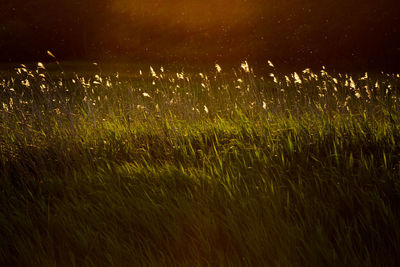 Wet grass on field at night