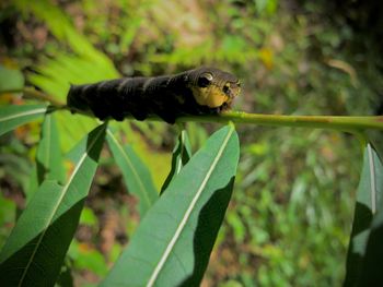 Close-up of insect on leaf