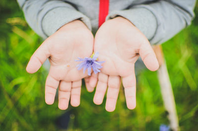 Close-up of hand holding purple flower
