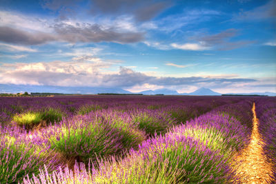 Scenic view of flowering plants on field against sky