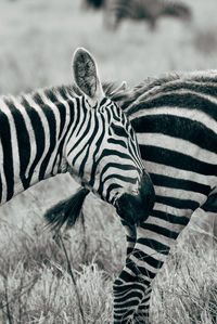 Zebras on grassy field