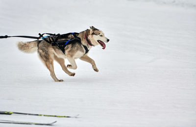 Skijoring dog racing. winter dog sports competition. siberian husky dog pulls skier. active skiing