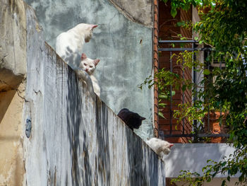View of a bird on a building