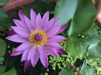 Close-up of pink flower