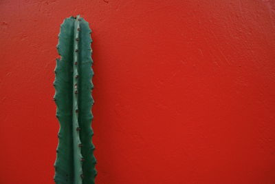 Close-up of plant against red background