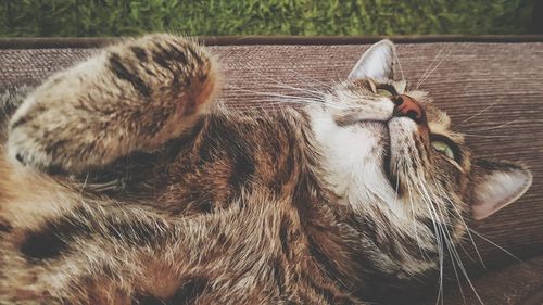 Close-up of cat sleeping