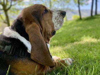 Close-up of dog on grassy field-blues relaxed