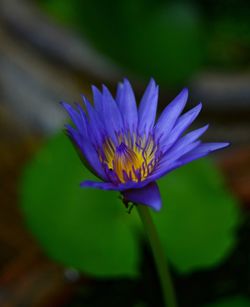 Close-up of purple water lily
