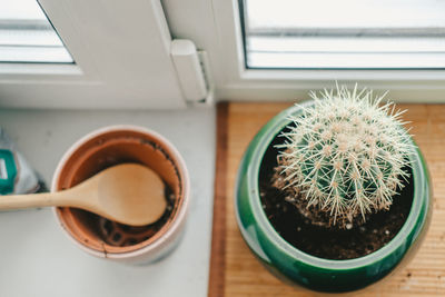 Large and wide cactus in a round, green pot, on the windowsill, top view.