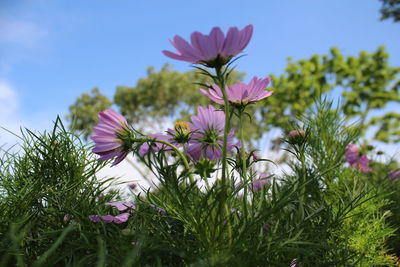 Close-up of purple flowering plants