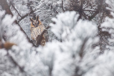 Close-up of bird perching on tree during winter