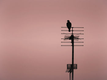 Silhouette bird perching on a street light