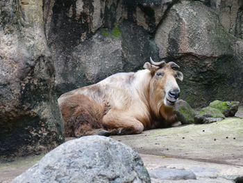 Lion resting on rock in zoo