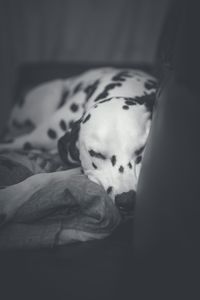 Close-up of dog relaxing on bed