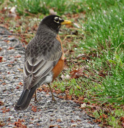 Close-up of bird on field