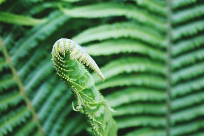 Close-up of leaves