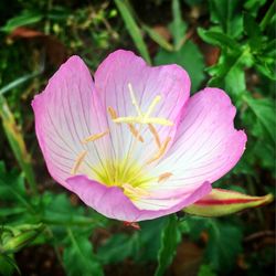 Close-up of pink flower