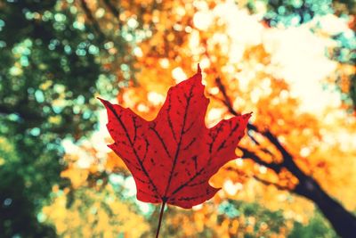 Close-up of maple leaf on tree during autumn