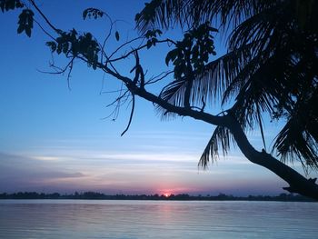 Silhouette tree by sea against sky during sunset