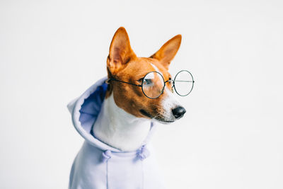 Close-up of dog over white background