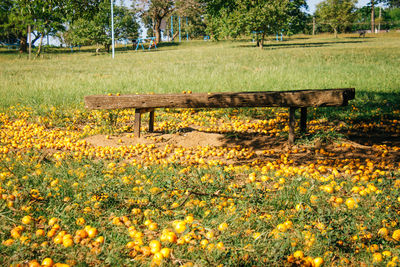 View of empty park bench on field