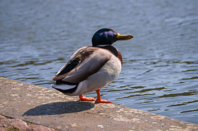 Rear view of mallard duck perching on retaining wall against lake