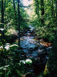 Stream flowing through forest