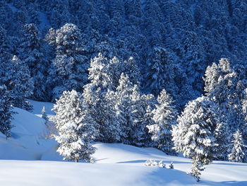 Trees on snow covered land