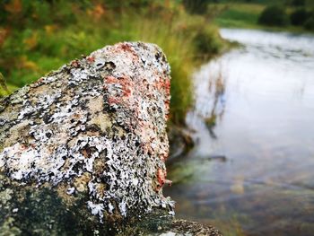 Close-up of lichen on rock