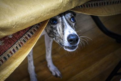 Close-up portrait of a dog