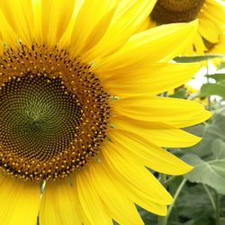 Close-up of fresh sunflower blooming outdoors