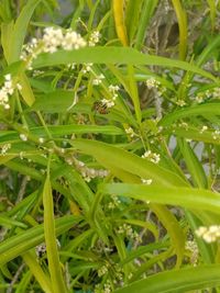 Close-up of wet plant growing in field