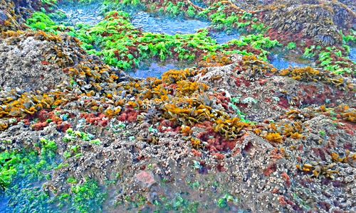 Close-up of multi colored water