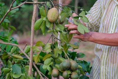 Midsection of man holding plant