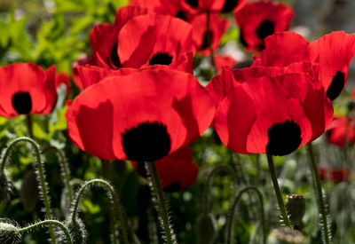 Close-up of red poppy blooming outdoors