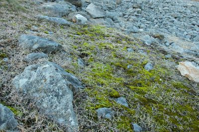 Plants growing on rocks