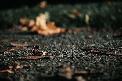 Close-up of dry leaf on road